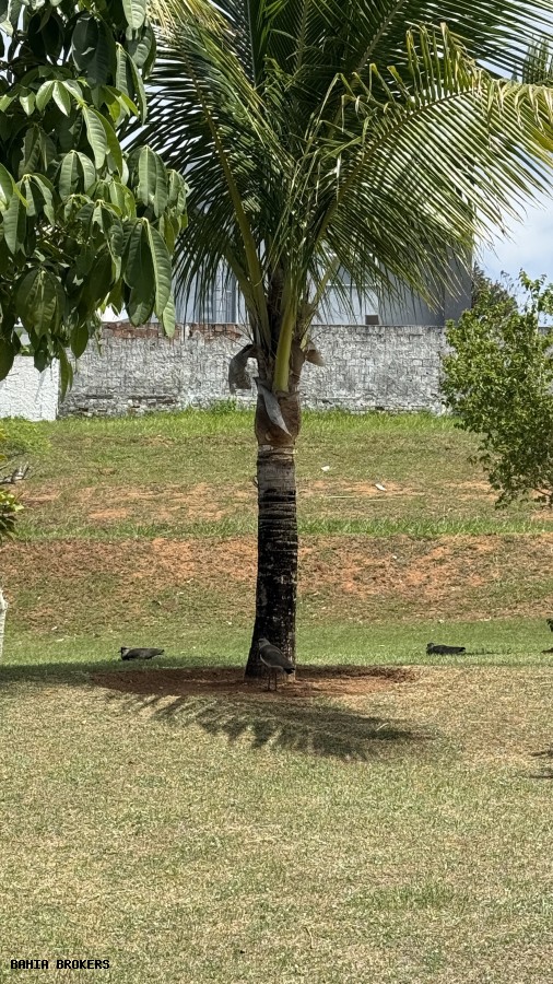 Terreno, 392 m² - Foto 13